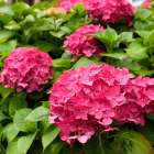 London, England, Great Britain. English garden flowers. Pink Hydrangeas Art Print